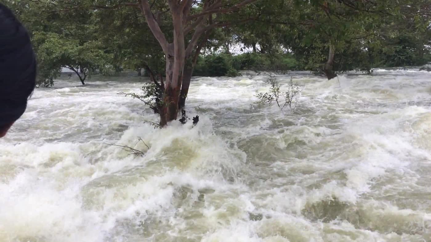 Floodwater rushing past trees.